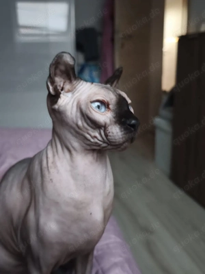 Sphynx Paar abzugeben
