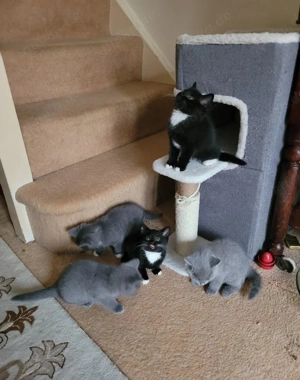 Wurfankündigung BKH Kitten mit Stammbaum