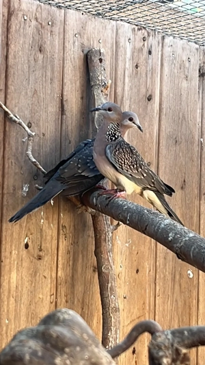 perlhalstauben  Bild 2