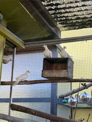 Weisse senegaltauben & 1 paar gewcheckte senegaltauben zuchtpaar