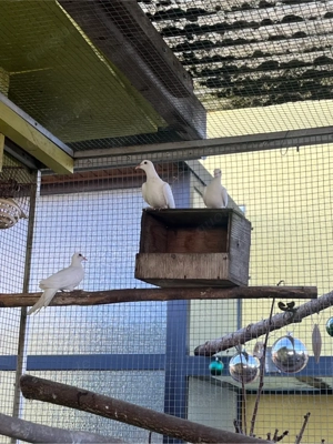 Weisse senegaltauben & 1 paar gewcheckte senegaltauben zuchtpaar