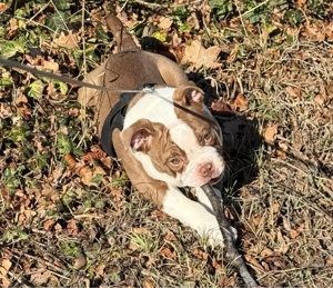 OEB Rüde sucht neues Zuhause 