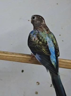 Bourkesittich Paar Blau 