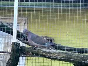 zuchtpaar Ohr Fleck tauben