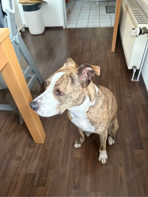 Für unsere sensible Hündin suchen wir ein ruhiges Zuhause mit älteren Kindern