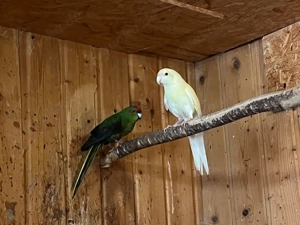 ziegensittiche Zuchtpaar 