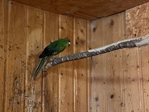 ziegensittiche Zuchtpaar 