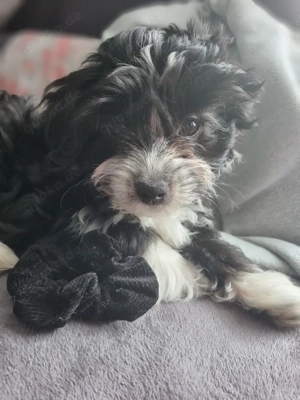 Süsser Havaneser sucht ein liebevolles Zuhause 