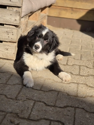 Süßer Border Collie Welpe, Rüde