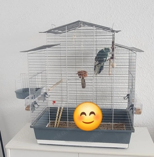 Ziegensittich Blau gescheckt