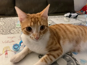 Gerry  ein sensibler Kater mit großem Herzen sucht sein Für-immer-Zuhause (Wohnungshaltung)