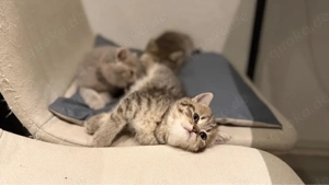 Reinrassige BKH Kitten 