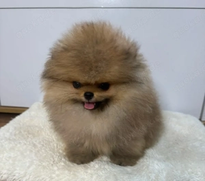 Schöne pomeranian Welpen