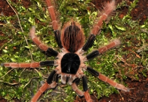 megaphobema robustum weibchen