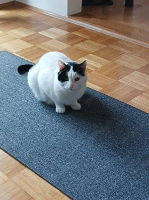 Zuhause gesucht für Sissi & Max Bild 2