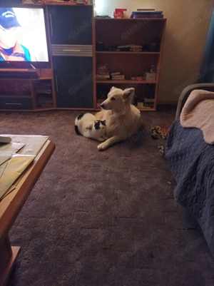 Zuhause gesucht für Sissi & Max Bild 4