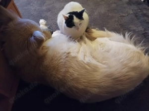 Zuhause gesucht für Sissi & Max Bild 3