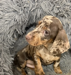 Tigerdackel Schokomerle rüde dackel