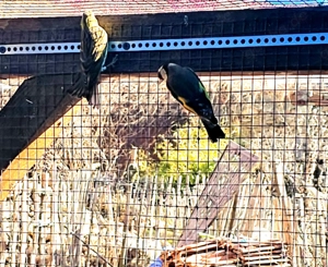 Stieglitz Stieglitzhenne von 24