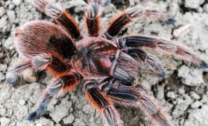 grammostola rosea red spiderlinge 