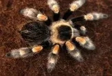 brachypelma hamorii weibchen inkl terrarium 