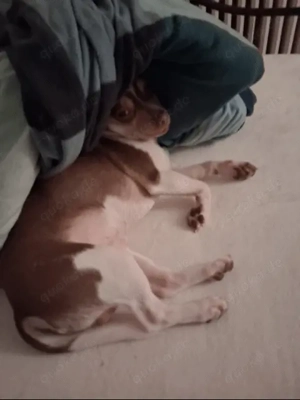 Hallo ich bin Damion 