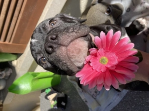 Alternative Bulldoge Welpen zum verkaufen Bild 3