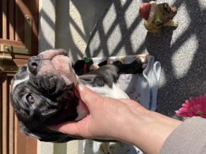 Alternative Bulldoge Welpen zum verkaufen Bild 5