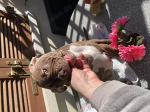 Alternative Bulldoge Welpen zum verkaufen Bild 11