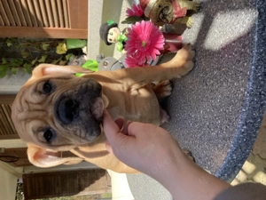 Pocket Bully Welpen verkaufen