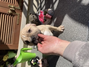 Alternative Bulldoge Welpen zum verkaufen Bild 6