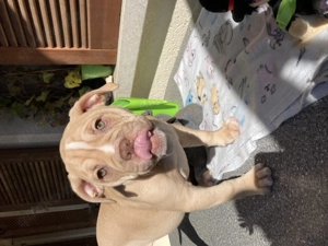 Alternative Bulldoge Welpen zum verkaufen Bild 7