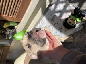 Alternative Bulldoge Welpen zum verkaufen Bild 8