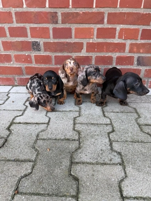 Dackel Welpen 