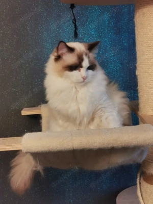 Ragdoll Junge Kater