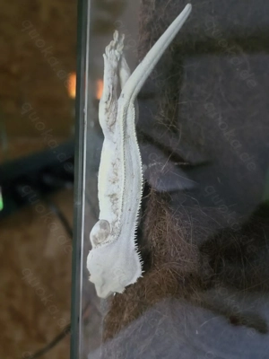 Lillywhite Kronengecko Weibchen ganz besonders