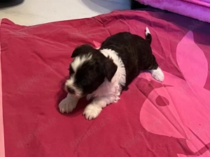 süße Bolonka Welpen Hündinnen 