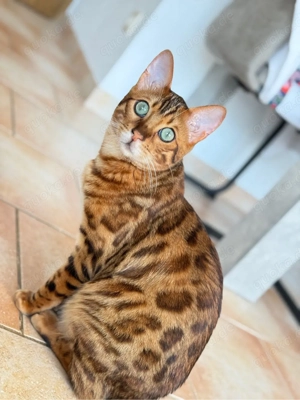 Bengalkater 