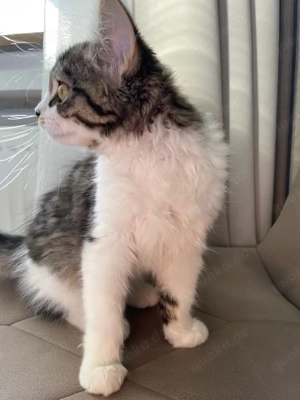 12 wöchige katze zu verkaufen 