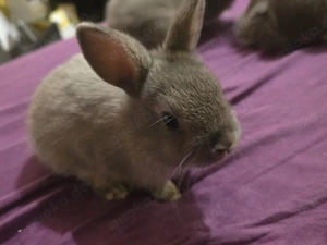 Alle 3 Männchen dürfen ausziehen! 