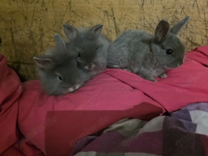 Neues Zuhause gesucht