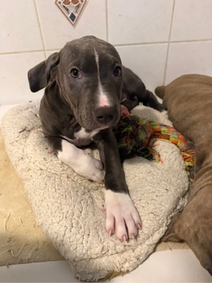 American Bully Welpen abzugeben 