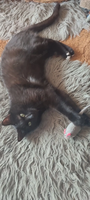  8  Monate  Kater Heilige Birmamix !