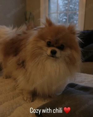 Pomeranian Chili (m, unkastriert, 1 Jahr alt)