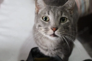 Grey ein lieber Kater mit großem Herzen sucht sein Für-immer-Zuhause (Wohnunghaltung)