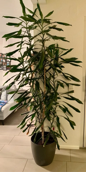 Palme ca. 240 cm hoch