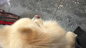 Zwergspitz (w, unkastriert, 3 Jahre alt)