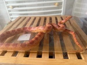 kornnatter Männchen ca 5 jahre alt 