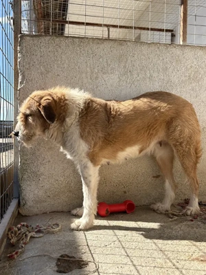 Yennefer, geb. ca. 05 2024, lebt in GRIECHENLAND, im städt. Tierheim Serres Bild 6
