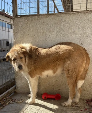 Yennefer, geb. ca. 05 2024, lebt in GRIECHENLAND, im städt. Tierheim Serres Bild 2